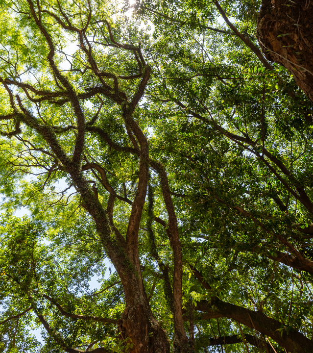 Parque da Água Branca