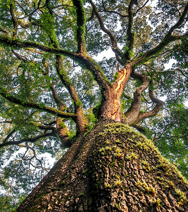 Parque da Água Branca